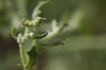 Winged pigweed